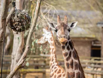 A giraffe at London Zoo with a ball feeder