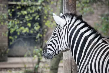 A Chapman's zebra at London Zoo