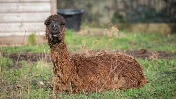 Dark brown alpaca at London Zoo