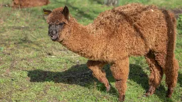 Chocolate alpaca at London Zoo 