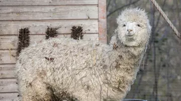 Alpacaccino the alpaca at London Zoo