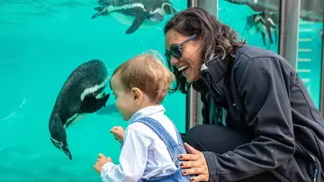 A mum and her toddler enjoy looking at the penguins at London Zoo