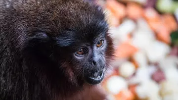 Red titi monkey at Rainforest Life London Zoo