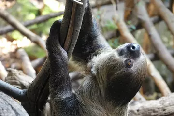Adult sloth holding onto a branch in Rainforest Life at London Zoo