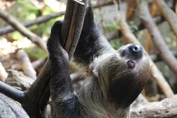 Adult sloth holding onto a branch in Rainforest Life at London Zoo