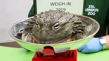 African bullfrog Jabba at London Zoo