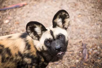 African wild dog at London Zoo looking up