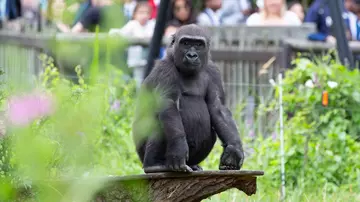 Alika the gorilla at Gorilla Kingdom London Zoo