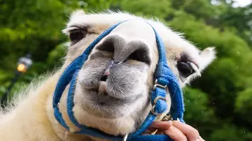 Llama closeup London Zoo