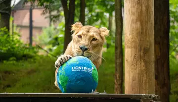 Asiatic lioness Arya gets her paws on a papier-mâché globe
