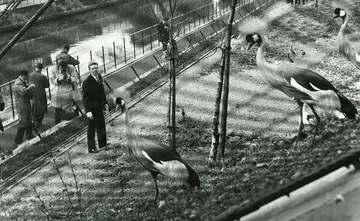 Lord Snowdon with Grey Crowned Cranes in the Snowdon Aviary on 27th May 1965. There is a photographer and four other people behind him on the bank of the Regent's Canal.