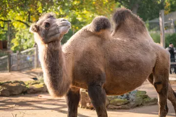 Domestic Bacterian camel at London Zoo