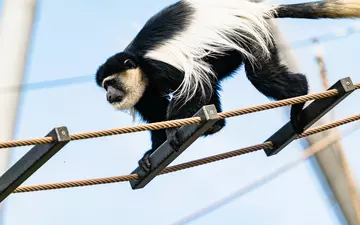 Colobus monkey walking across a rope ladder