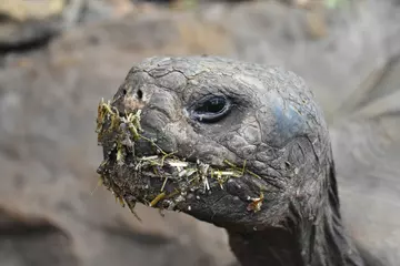  Galápagos tortoise with food around her mouth