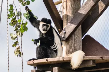Eastern black-and-white colobus monkey sitting on a platform in Monkey Valley at London Zoo 