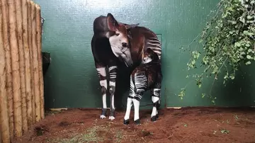 Oni the okapi with her baby, Ede in their indoor house