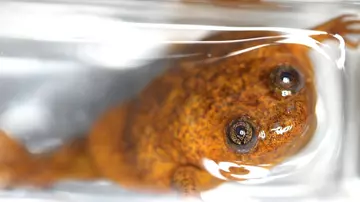 Female Lake Oku frog