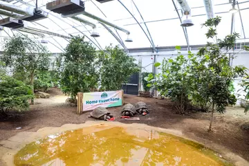 Galápagos tortoises Dolly, Polly and Priscilla enjoy some watermelon at their Giants of the Galápagos habitat housewarming