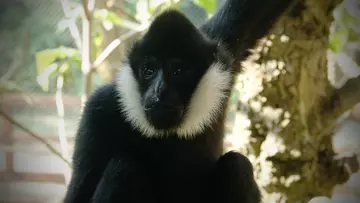 Northern white cheeked gibbon at London Zoo