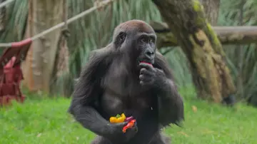 Gorilla eating at London Zoo