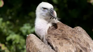 Ruppell's griffon vulture close up