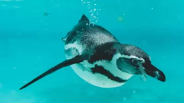 Humboldt penguin underwater swimming at London Zoo