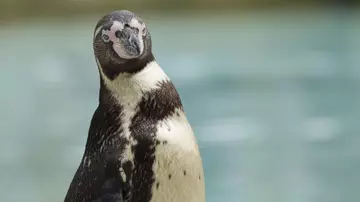 Humboldt penguin on Penguin Beach