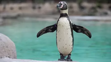 Humboldt penguin at penguin beach London Zoo