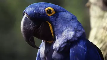 Hyacinth macaw 