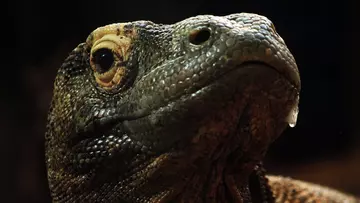 Komodo dragon at London zoo close up