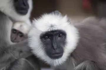 A close up image of a Hanuman Langur's face at London Zoo