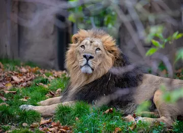 Asiatic lion Bhanu poses surrounded by autumn leaves