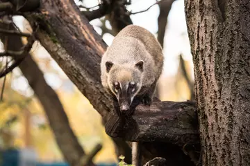 A brown-nosed coati in a tree at London Zoo