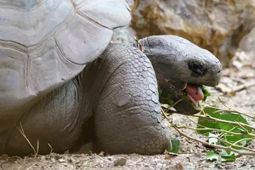 Galápagos tortoise Dolly eating some leaves