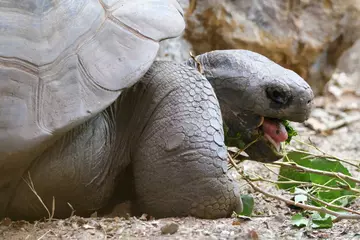  Galápagos tortoise Dolly eating some leaves