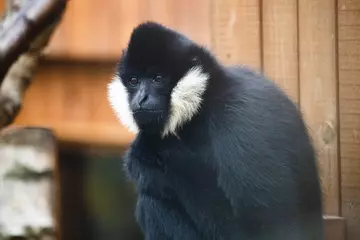 Jimmy the gibbon at London Zoo