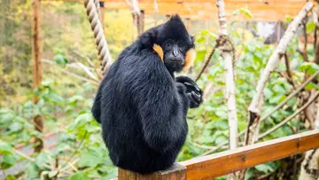 Northern white-cheeked gibbon at London Zoo