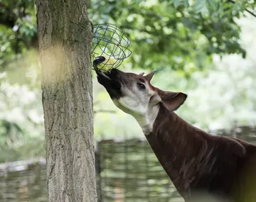 Male okapi Mbuti shows off his long tongue eating a snack at London Zoo