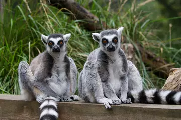 Two lemurs sitting on a wall at London Zoo In with the Lemurs exhibit