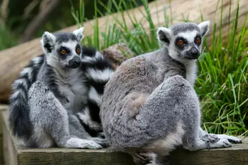Two lemurs sitting in the In with the Lemurs walk-through exhibit at London Zoo
