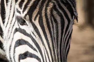 A close up of a Chapman's zebra's face at London Zoo