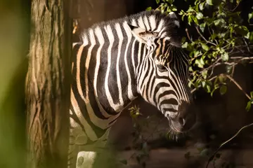 A Chapman's zebra at London Zoo