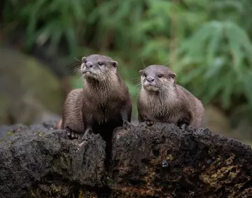 Two Asian short-clawed otters at London Zoo