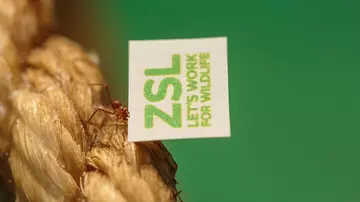 Leafcutter ant carrying piece of paper with ZSL logo