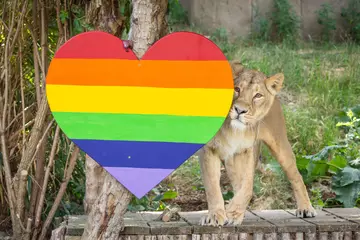 Asiatic lioness Arya investigates a rainbow-themed heart at London Zoo