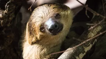 Marilyn the sloth at London Zoo