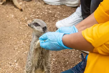 A person holds out gloved hands to a meerkat as part of a Meet the Meerkats experience