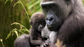 Mjukuu and Gernot, mother and baby gorilla at London Zoo