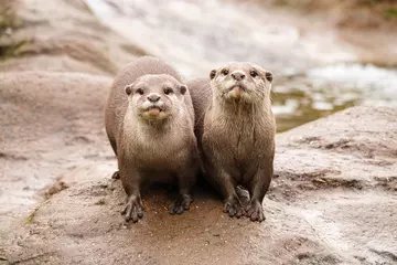 Two Asian short-clawed otters at London Zoo