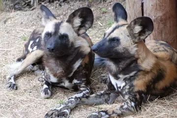 Pair of African wild dogs sitting